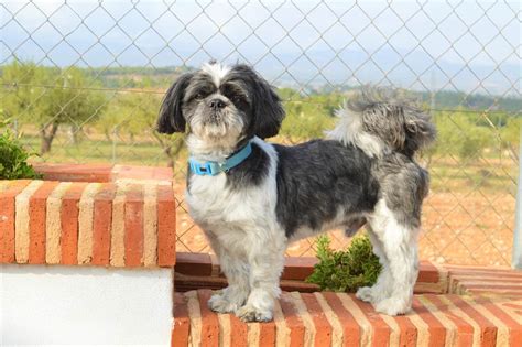 10 Best Shih Tzu Rescues For Adoption 2024 Our Top 10 Picks