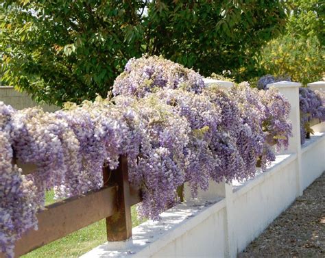 Wisteria Blooming Along A Low Fence Fence Landscaping Fence Plants