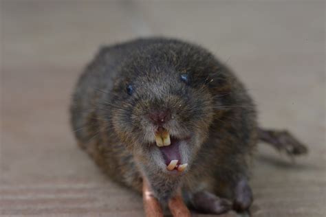 Rat Taupier Ou Campagnol Taupier Sur La France