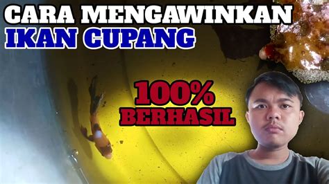 Cara Mengawinkan Ikan Cupang Yang Benar Youtube