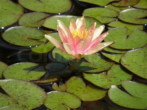 Smuk Blomst Af En Vand Lilje Stock Foto Colourbox