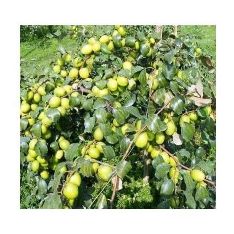 Well Watered Green Apple Ber Plants For Fruits At 18 Piece In