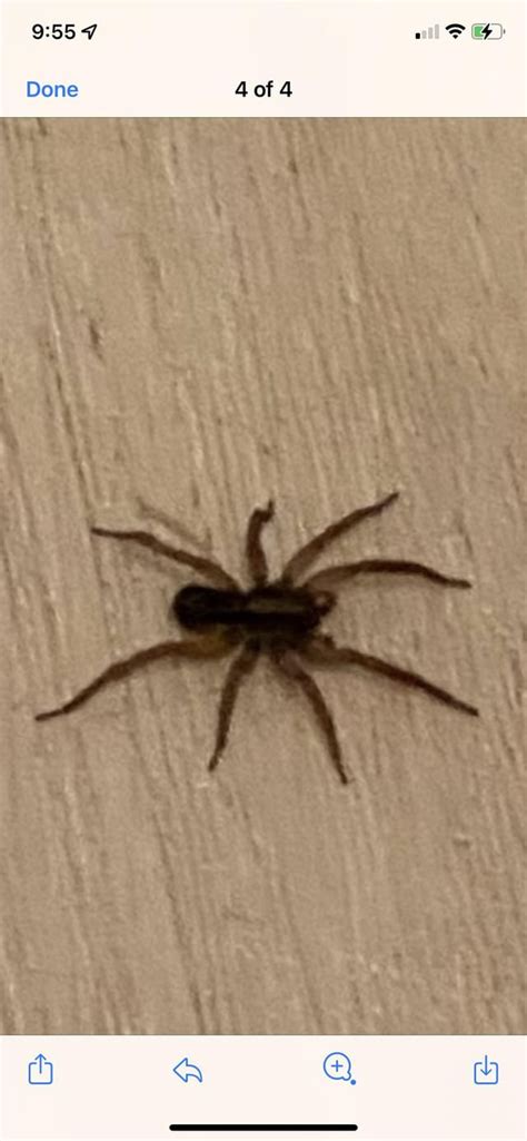 Wolf Spider? - Oklahoma City, OK : r/spiders