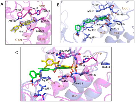 Interaction Network Of HNV And MNV RdRp 6 Complex A Fragment Of 6