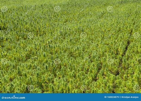 wide aerial view   beautiful marijuana cbd hemp field stock image