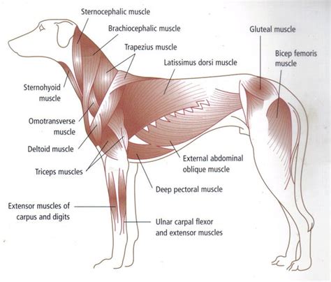 Canine muscles #caninecommunityreporters #wccrtv #pamppllc #caninemarketing #petinfographics # ...