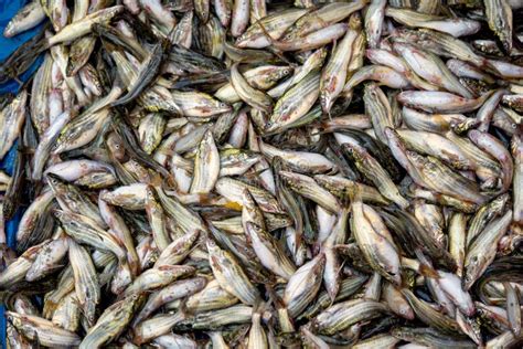 Tengra Fish of Bangladeshi Bazar Stock Photo - Image of tengra, food ...