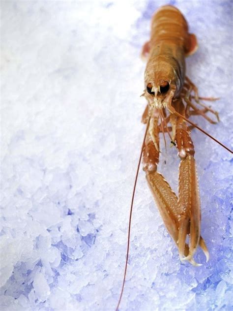 Cómo cocer centollos vivos para congelar cuánto tiempo tardar