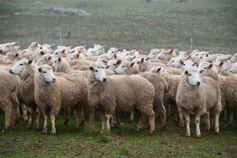 Lot 426 210 Mixed Sex Trade Lambs AuctionsPlus