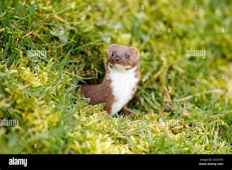 Weasel and stoat hi-res stock photography and images - Alamy