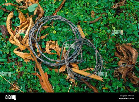 Animal Snare Used By Poachers To Trap Gorillas Parc National Des