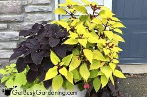 How To Overwinter Coleus Plants Indoors Easy Ways