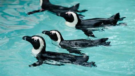 Fins or Feathers: Are Penguins Fish?