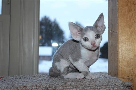 Photos!! - Devon Rex Kittens