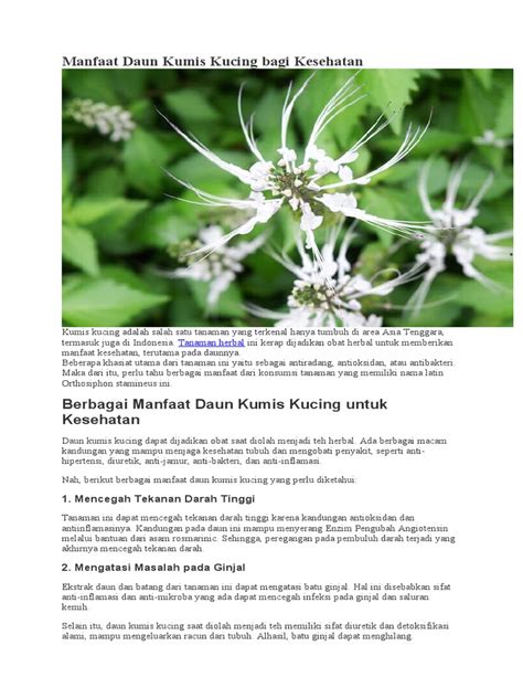 Manfaat Daun Kumis Kucing Bagi Kesehatan Pdf