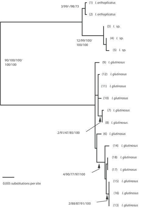 Single Maximum Likelihood Tree Lnl Recovered From