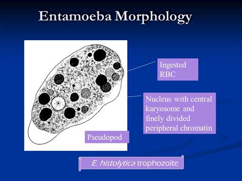 Entamoeba Histolytica Morphology