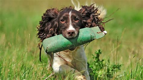 English Springer Spaniel Breed Facts And Characteristics Horse And Hound