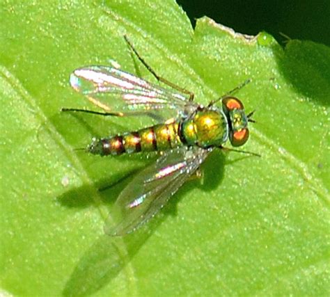 Long Legged Fly B Unident Condylostylus BugGuide Net