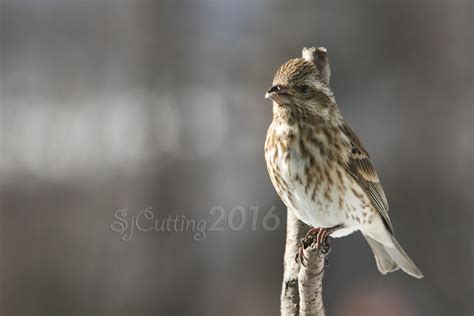 Purple Finch | Audubon Field Guide