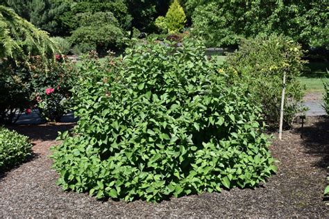 Isanti Dogwood | Compact Native Shrub