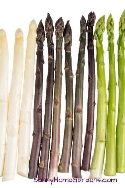 Asparagus Varieties - Sunny Home Gardens