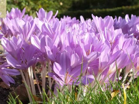 Colchicum Byzantinum Meadow Saffron