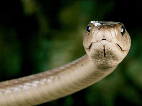 Lucha A Muerte Entre Una Mamba Y Una Mangosta Quo