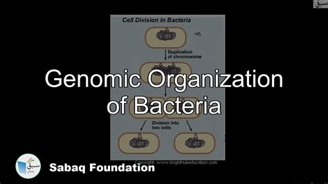 Genomic Organization Of Bacteria Biology Lecture Sabaqpk Youtube