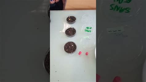 Résultats en direct du TP Germination YouTube