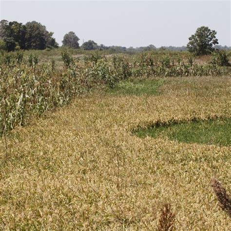 Sorghum Sudan Grass - Specialty Seed