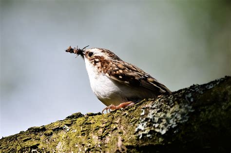 Tree Creeper White Coppice Paul Billington Flickr