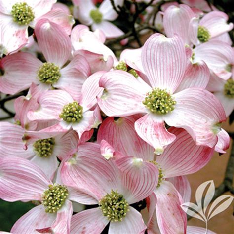 Pink Dogwood - Texas Pecan Nursery