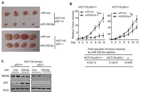 Microrna 339 5p Inhibits Colorectal Tumorigenesis Through Regulation Of The Mdm2 P53 Signaling