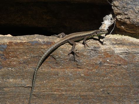 Iberolacerta Monticola Boulenger 1905