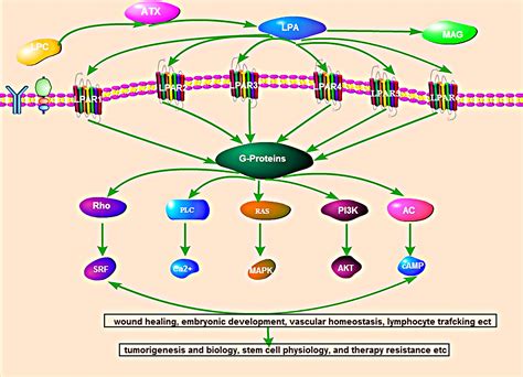 Frontiers Roles Of Autotaxin Autotaxin Lysophosphatidic Acid Axis In