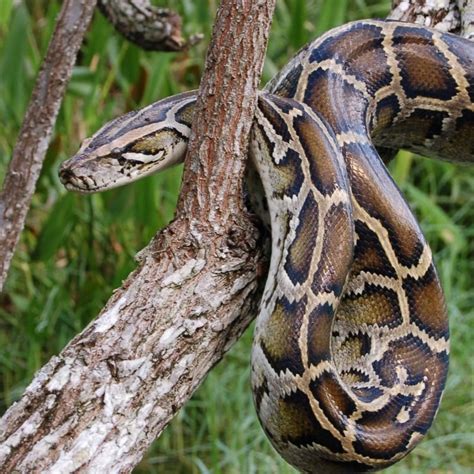 Burmese Python Bearizona