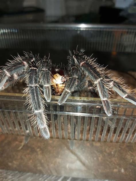 Lasiodora Parahybana | Tarantula Forum