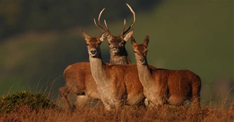 Wildlife In Cornwall Red Deer Stag S Exmoor Cervus Elaphus