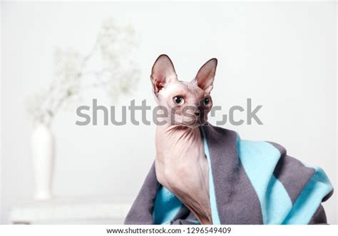 Naked Cat Breed Canadian Sphinx Sitting Stock Photo Shutterstock