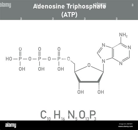 Atp Molecule Nitrogen Base