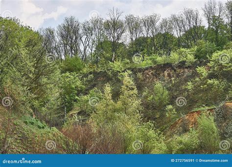 Pedreira Abandonada Arbustos Verdes E Placas De Madeira Quebradas