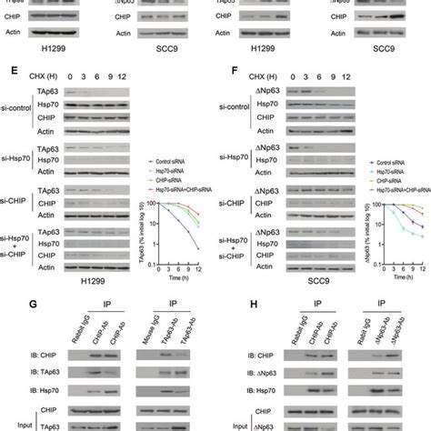 Hsp70 Is A Molecular Switch That Regulates CHIP Mediated P63