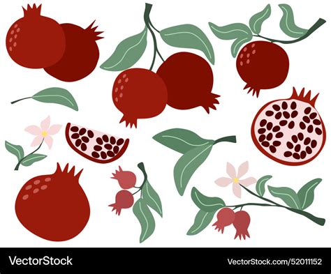 Hand Drawn Pomegranate Fruit Set Royalty Free Vector Image