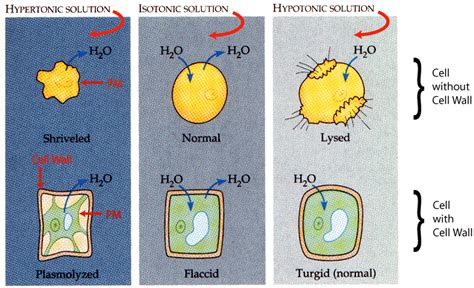 Hypertonic Hypotonic Isotonic Worksheet