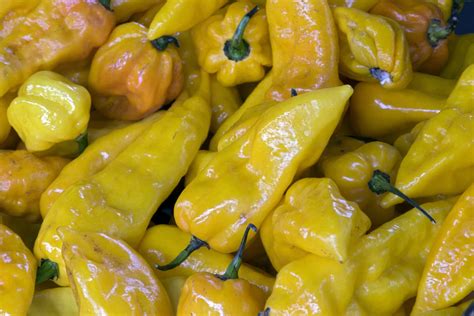 The Ghost Pepper: So Many Colors To Choose From | Grow Hot Peppers