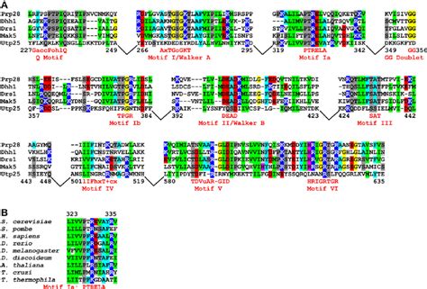 Alignment Of Utp25 With Other Dead Box Rna Helicases A Alignment