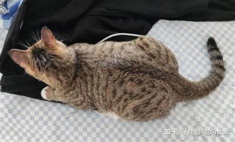 猫被打到什么程度会死？什么程度算虐猫？ 知乎