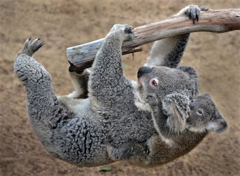 Koala joey cuteness by Ion Moe