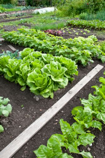 Allotment Garden Bed Stock Photo Download Image Now In A Row